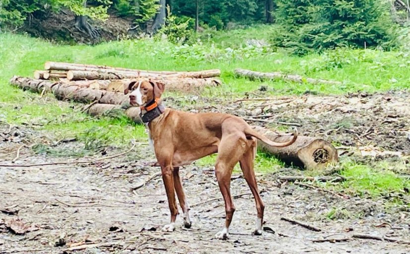 Krmivo pro útulek: Srdce pro zvířata z.s. - Zvolte balení: 1650,- Kč / 300 ks Krmiva