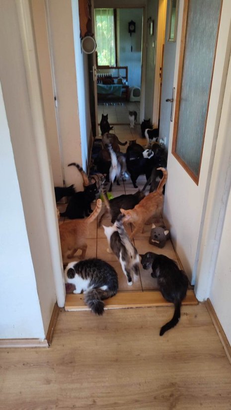 Krmivo pro útulek: Příbramské kočky, z. s. - Zvolte balení: 1650,- Kč / 300 ks Krmiva