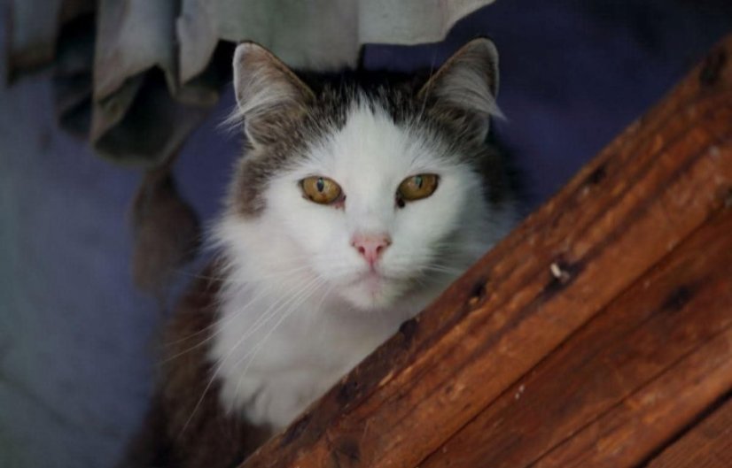 Krmivo pro útulek: Opuštěné kočky Polička z.s. - Zvolte balení: 4125,- Kč / 750 ks Krmiva