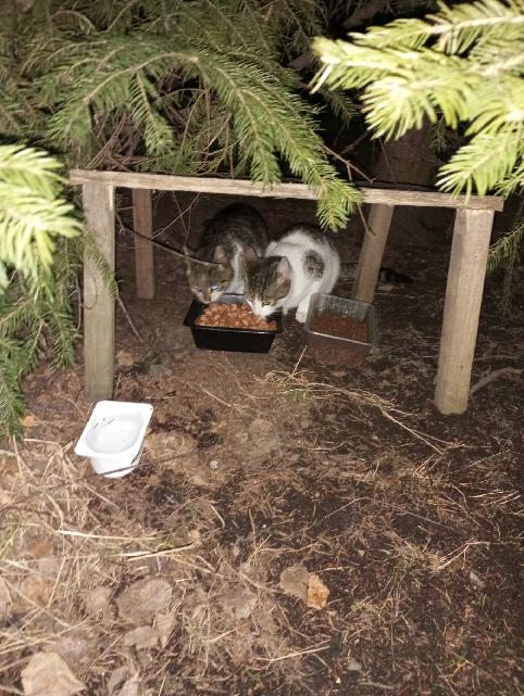 Krmivo pro útulek: Příbramské kočky, z. s. - Zvolte balení: 1650,- Kč / 300 ks Krmiva